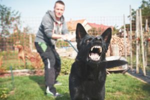 Do I Have A Dog Bite Personal Injury Case? | Green Law Firm